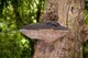 Thailand: Giant fungus on a tree trunk in the Than Bokkharani National Park, Krabi Province